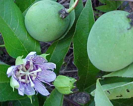 [maypop.jpg]