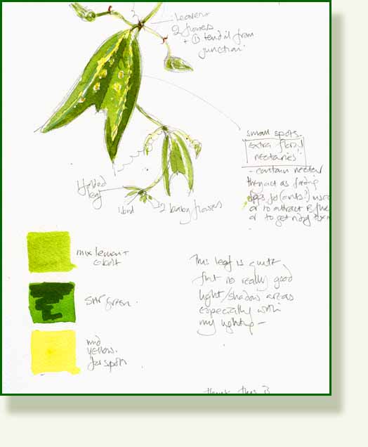 [passiflora+sketch.jpg]