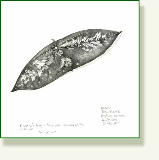 [bat+leaved+passionflower.jpg]