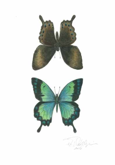 [PLPhillips+05+P+lorq+albertii+(2).JPG]