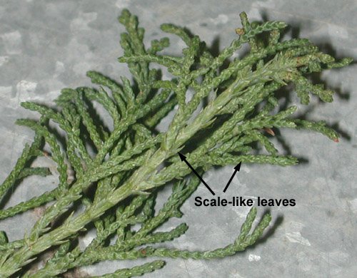 [scaleleaf2.jpg]