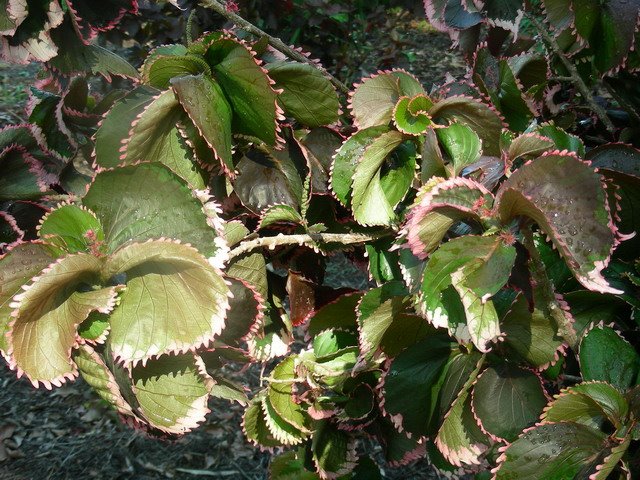 [acalypha.jpg]