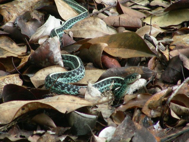 [garter+snake.jpg]