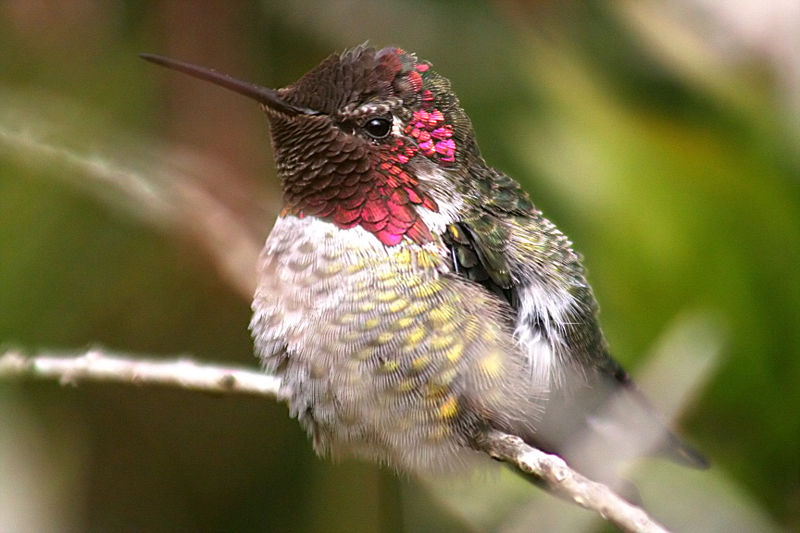 [800px-Humming_close_up.jpg]