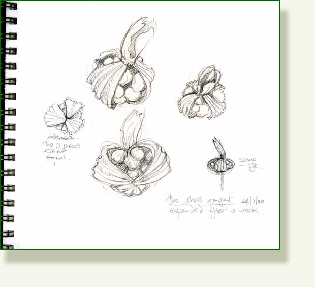 [ginger+2+sketches.jpg]
