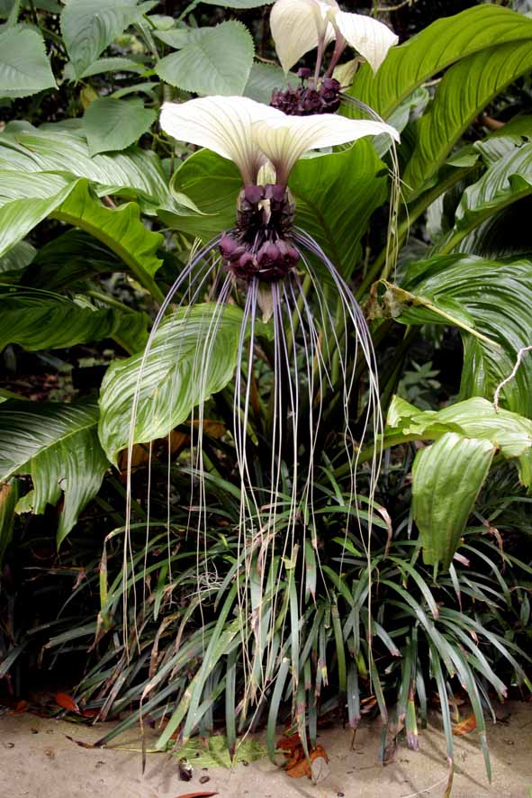 [bat+flower.jpg]
