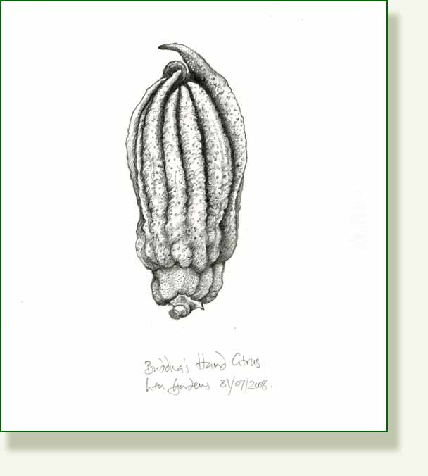 [buddha's+hand+pencil.jpg]