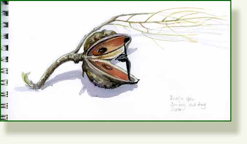 [hakea+col.jpg]