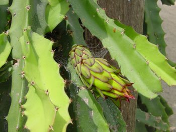 [dragon_fruit2.jpg]