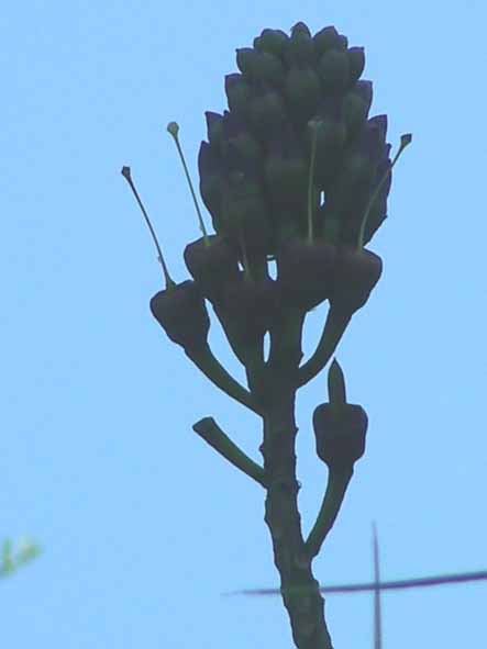 [horror+flower+spike.jpg]