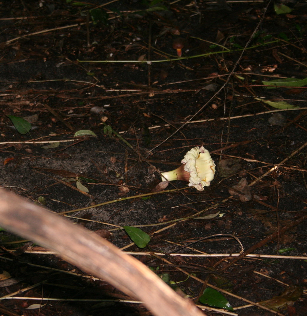 [orror+flower.jpg]