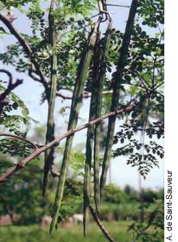 [moringa2.jpg]