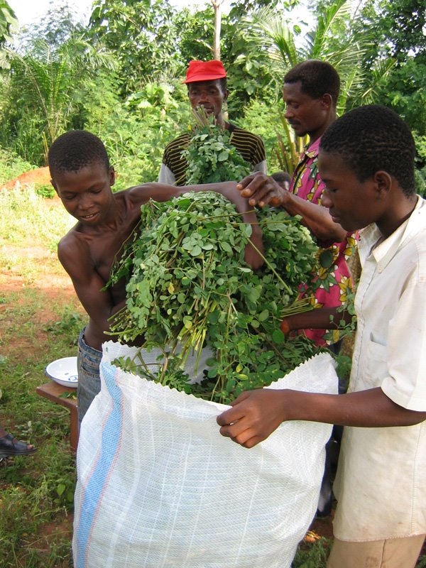 [moringa_oleifera.jpg]