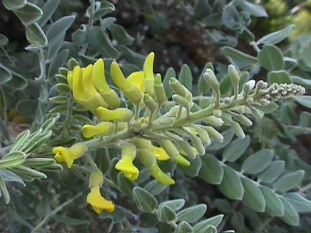 [NecklacePodflower.jpg]