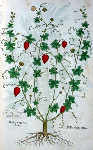 [fuchs+balsam+apple.jpg]