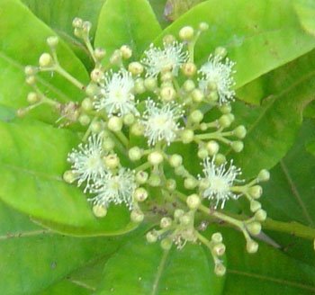 [allspice5.jpg]