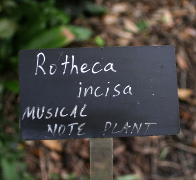 [rotheca.jpg]