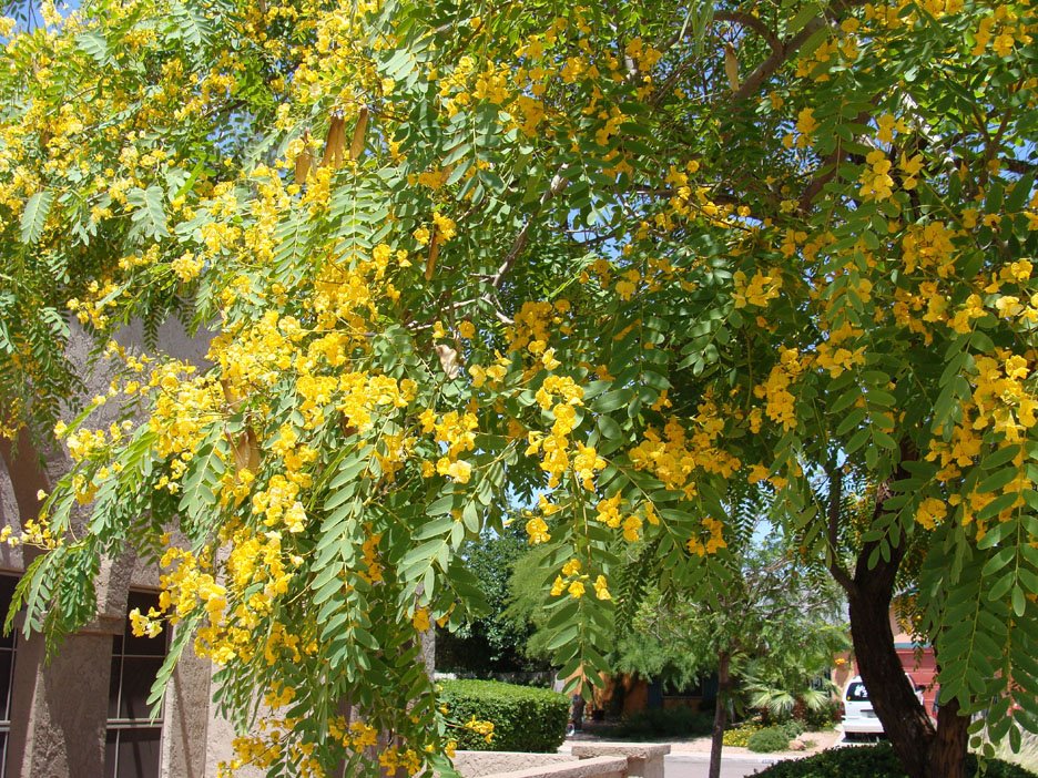 [Tipuana%20tipu%20flowering.jpg]