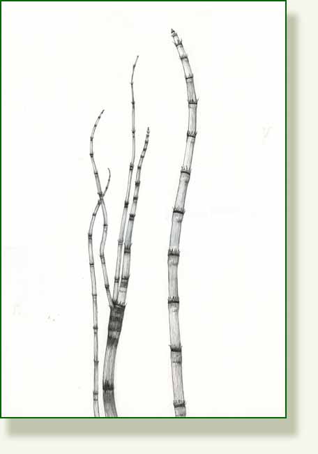[horsetail.jpg]