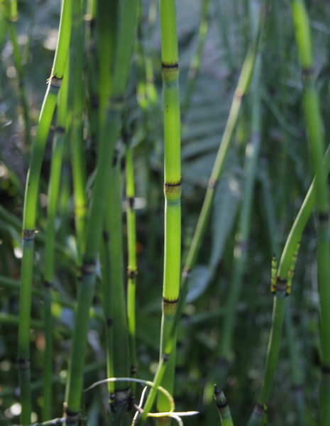 [horsetail.jpg]