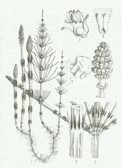 [horsetail1.jpg]