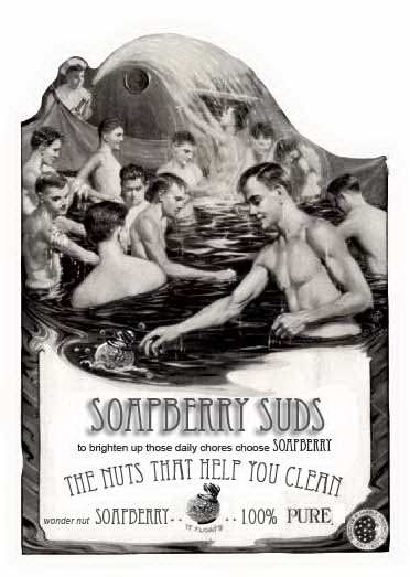 [soapberry+sudscut+out.jpg]