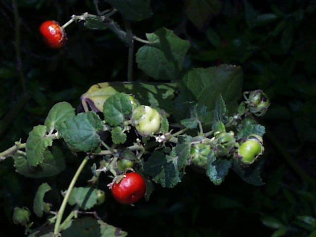 [malvaviscus_arboreus_frt.jpg]