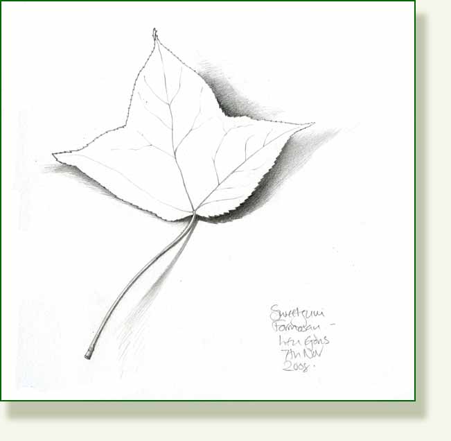 [formosan+sweetgum.jpg]