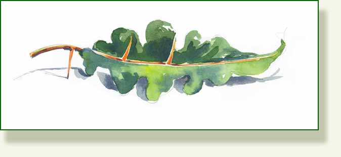 [w+col+porcupine+leaf.jpg]