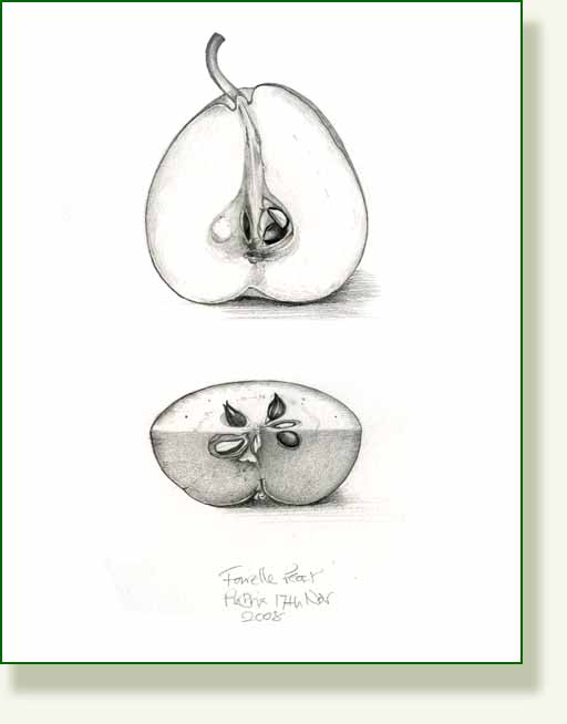 [fourelle+pear+pencil.jpg]