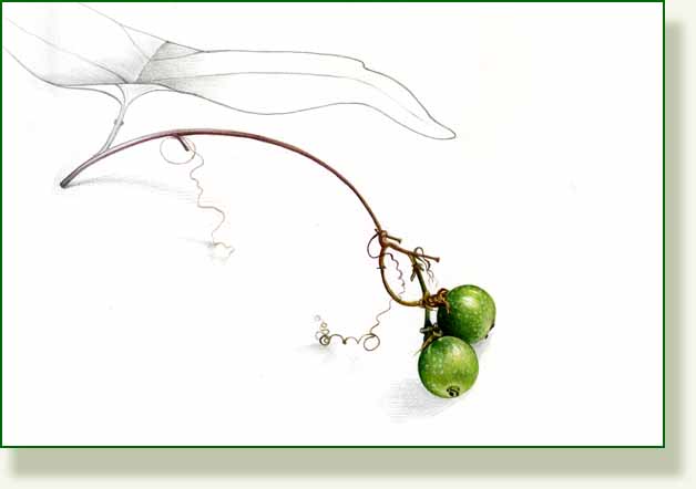 [batleaf+passionflower+fruit.jpg]