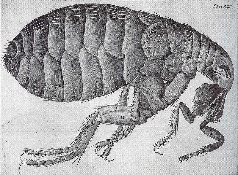 [800px-Flea-Hooke.jpg]