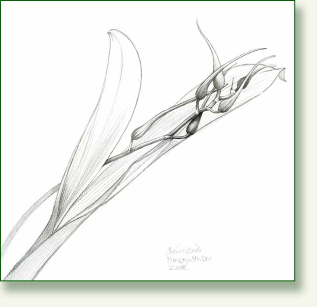 [orchid2.jpg]