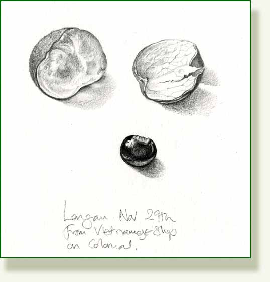 [longan+fruit.jpg]