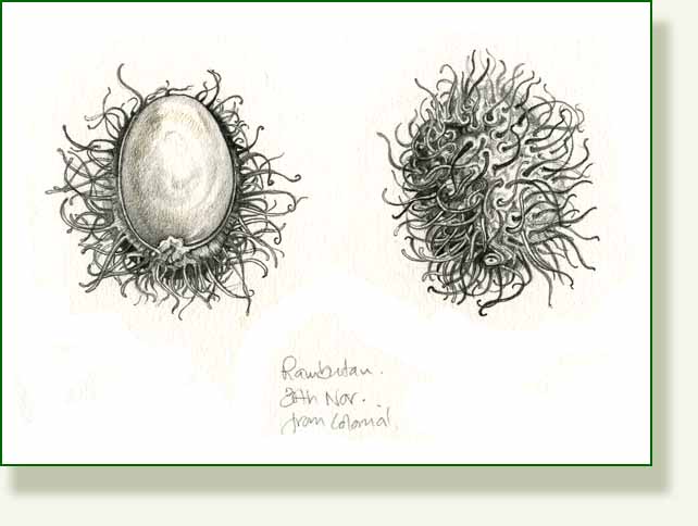 [rambutan+pencil.jpg]