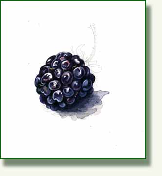 [blackberry+2.jpg]