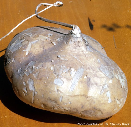 [jicama2.jpg]