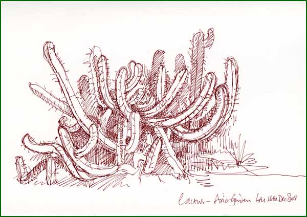 [cactussketch.jpg]