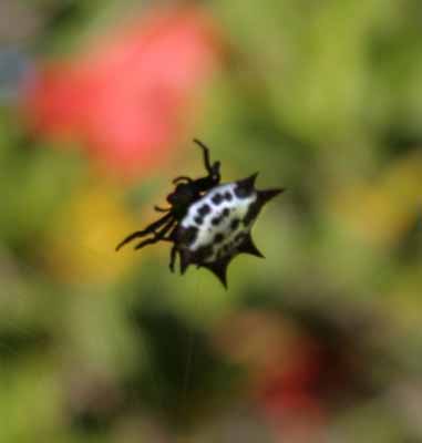 [myspider.jpg]