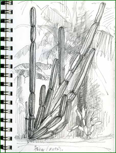 [hedge+cactus.jpg]