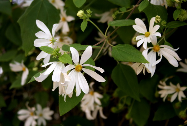 [daisyvine.jpg]