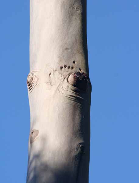 [lemon+eucaplypt+bark.jpg]
