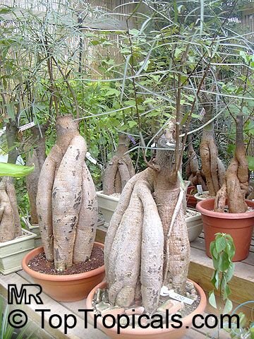 [Brachychiton_rupestris071.jpg]