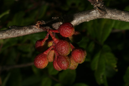 [wzaam--fr54535.jpg]