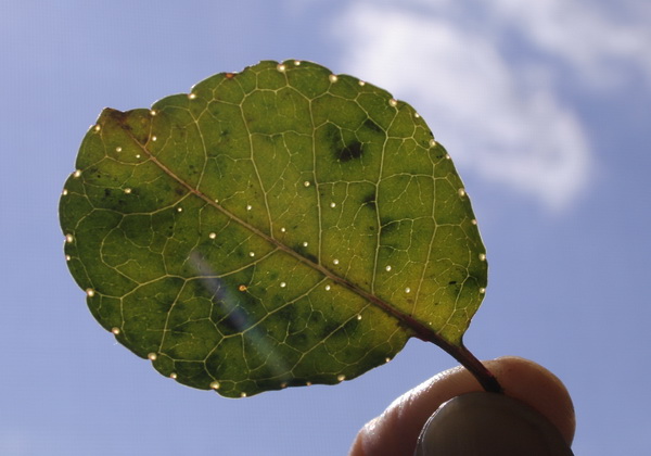 [toothahe+leaf.jpg]