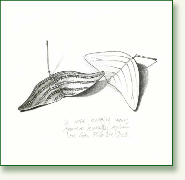[butterfly+plant.jpg]