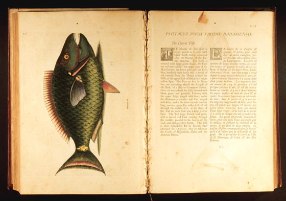 [catesby.jpg]