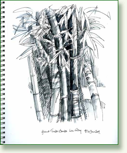 Тату бамбук эскизы