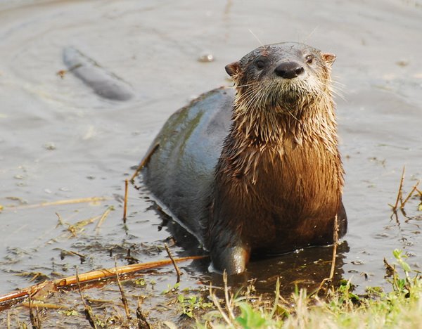 [otter+jessie+dickson.jpg]