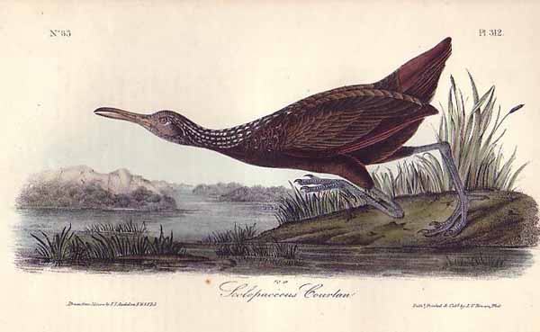 [limpkin.jpg]